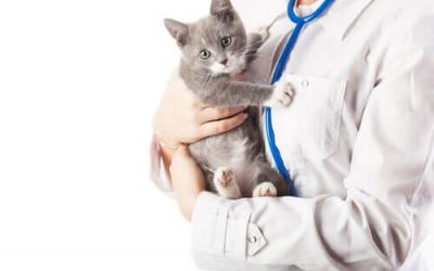 Come vincere la paura del veterinario