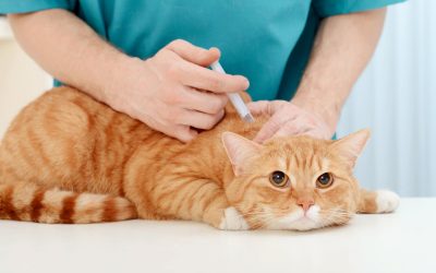 Quando e perché vaccinare il proprio gatto